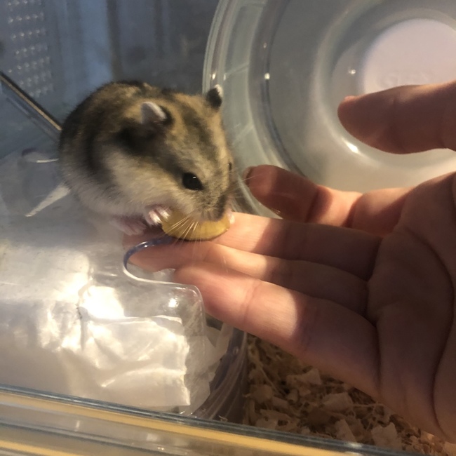 かいはむのカバー写真