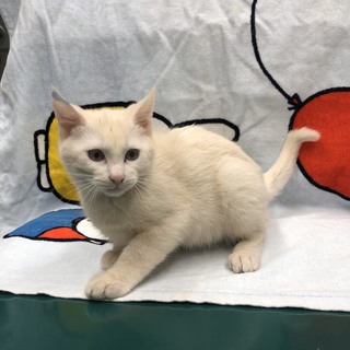 高齢者宅からのレスキュー。ミルク色子猫。