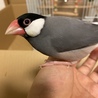 やきなすび