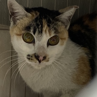 個性的な三毛猫の北島さん♀