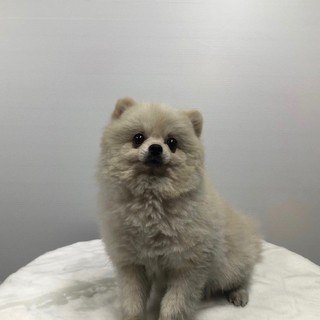 ポメラニアン男の子、優しい飼い主様を募集