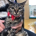 ルルちゃん(仮)〜甘えん坊なかわいいこ〜