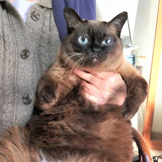 元気で懐こいシャムmixの　ククちゃん♪