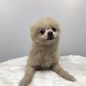 ポメラニアン男の子、優しい飼い主様を募集