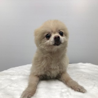 ポメラニアン男の子、優しい飼い主様を募集