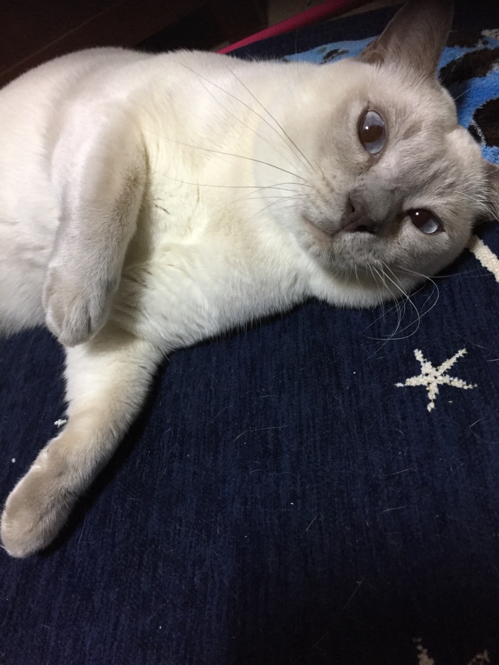 ラファくん トンキニーズ 東京都 猫の里親募集 3008 ペットのおうち 月間利用者150万人