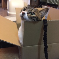 きなこ