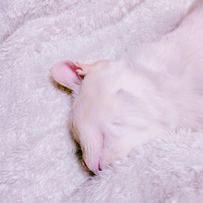 nyaromeのカバー写真