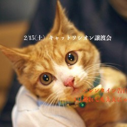 ＊幸せ探しのネコ譲渡会＊子猫〜成猫＊