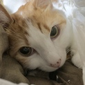 助けてあげて下さい。