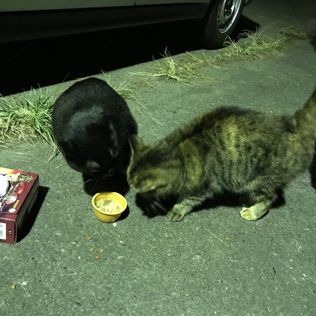 栗やまねこのカバー写真