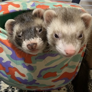 マーシャルフェレット　オス２匹