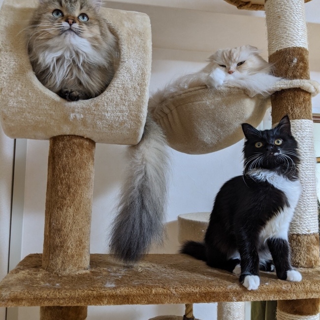 ちくぽこのカバー写真