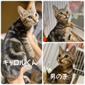 甘々なボク綺麗なアメショ柄のキャロルくん♡