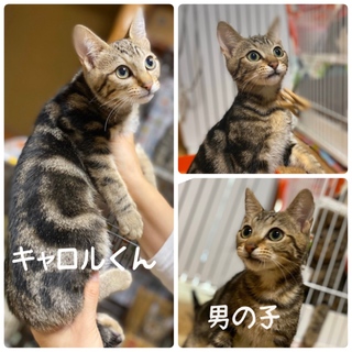 甘々なボク綺麗なアメショ柄のキャロルくん♡