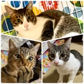 幸せの玉手箱３兄弟♡ 猫初めての方でも安心♡