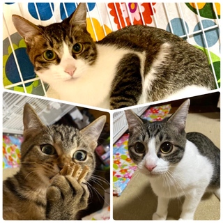 幸せの玉手箱３兄弟♡ 猫初めての方でも安心♡