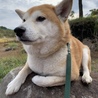 かねまゆ