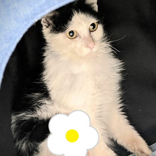 ゴロスリ☆後ろ足ハンデでも可愛い白黒女子すみれ