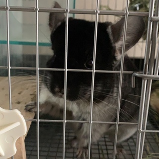 チンチラ♂ ブラックベルベット