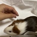 小さなモルモットさん達