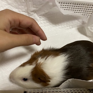 小さなモルモットさん達