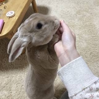 お世話してくれる方を募集しています*ミニレッキス*