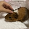 小さなモルモットさん達 サムネイル2