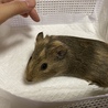 小さなモルモットさん達 サムネイル3