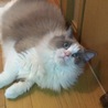 アラカキヨシタケ
