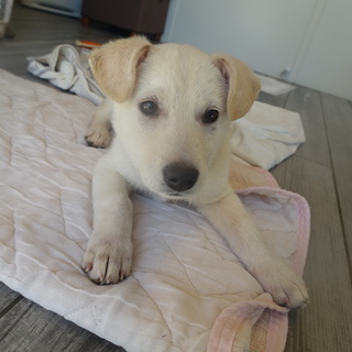 ラブラドール風　子犬