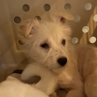 テリア風　子犬