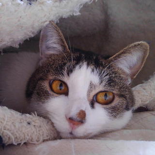 前足をそろえるとハートができる楓ちゃん♪