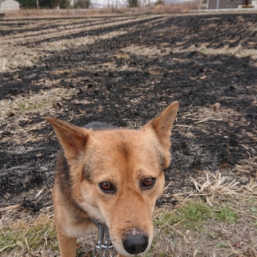 カムフラージュ！