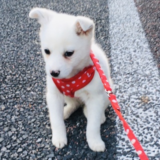 雑種の白雪ちゃん