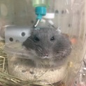 ロシアンブルージャンガリアン　1歳　オス