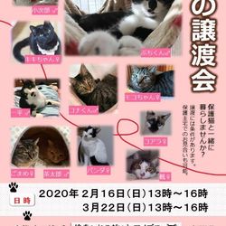 猫の譲渡会　１才未満の子猫、ビックな大人猫たちが参加します！