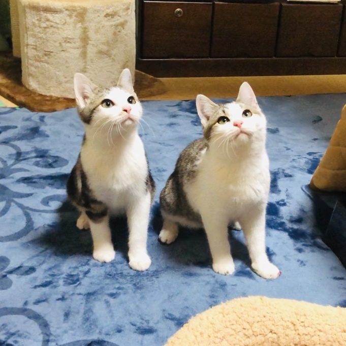 やんちゃ盛りのおちびーず 大阪府 猫の里親募集 ペットのおうち 月間利用者150万人