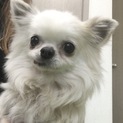 チワワのたまこちゃん