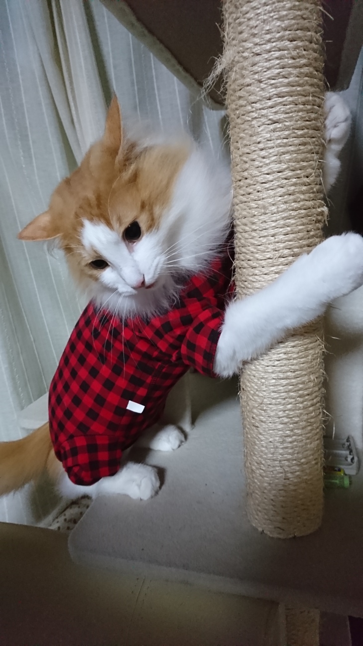 フラ