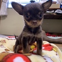 チワワのルンちゃん