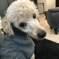 テト