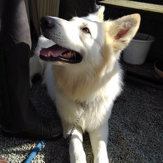 ホワイトシェパードをもらってくれる人を探しています