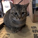 性格良し器量良しの男の子です