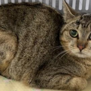 譲渡されました。