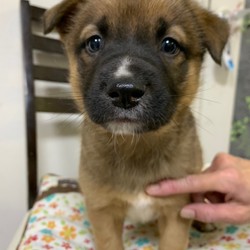 子犬の譲渡会