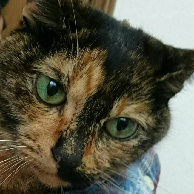 シュウイチロウのカバー写真