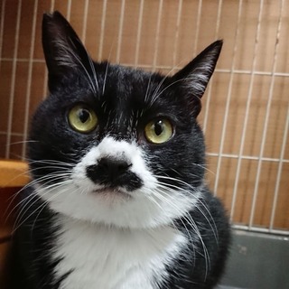 猫先輩二枚ブラックと白 猫先輩二枚ブラックと白 カード検索 ｜ Z/X - Zillions of enemy X -