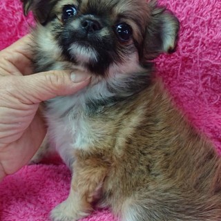 チワワの女の子、優しい飼い主様を募集中。