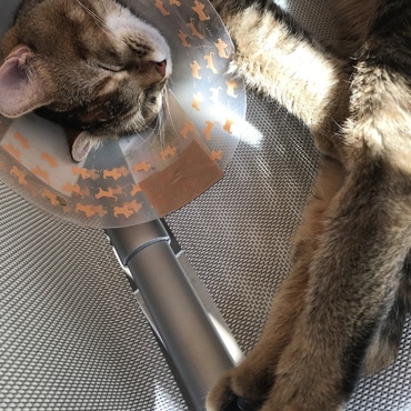 の写真
